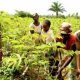 IFC et Madagascar s'associent pour développer une assurance pour protéger les petits exploitants agricoles