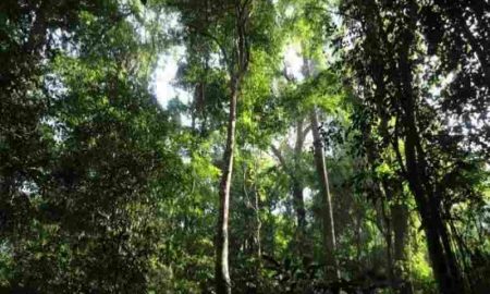 La Banque mondiale et la République du Congo signent un accord pour réduire les émissions de carbone et préserver les forêts