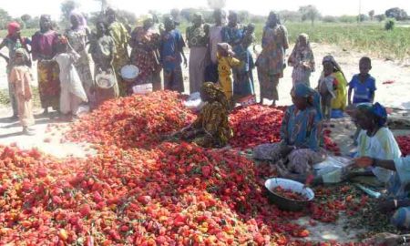 Les parties prenantes de SEFAN / SWEAN développent des stratégies d'autonomisation des femmes dans l'agro-industrie au Nigeria