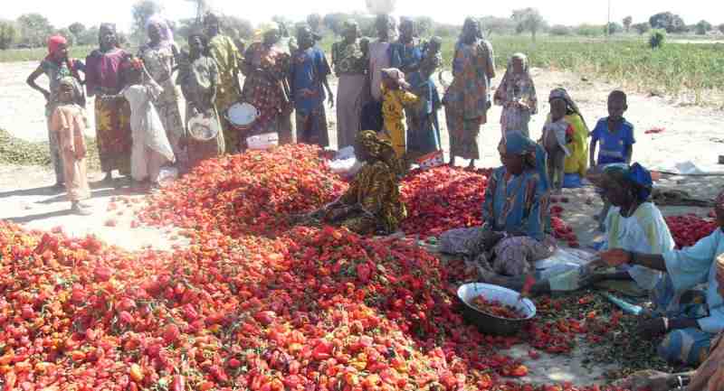 Les parties prenantes de SEFAN / SWEAN développent des stratégies d'autonomisation des femmes dans l'agro-industrie au Nigeria