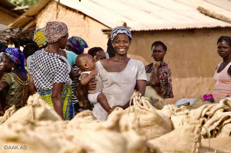 AAK et Mars ciblent les femmes ghanéennes avec une initiative de karité durable de dix ans