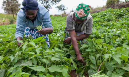 La BAD et le Fonds italien de coopération technique accordent une subvention de 990 000 € pour stimuler les chaînes de valeur agricoles au Mozambique