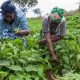 La BAD et le Fonds italien de coopération technique accordent une subvention de 990 000 € pour stimuler les chaînes de valeur agricoles au Mozambique