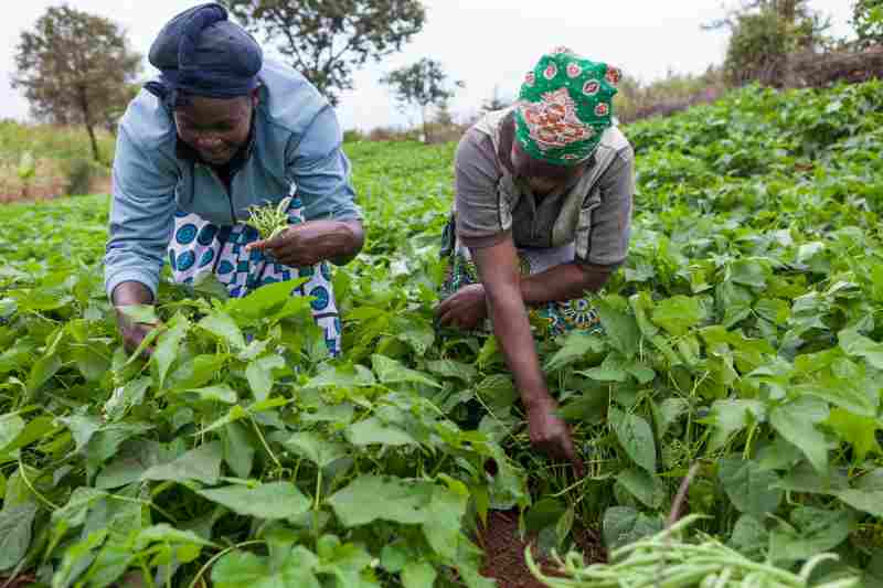 La BAD et le Fonds italien de coopération technique accordent une subvention de 990 000 € pour stimuler les chaînes de valeur agricoles au Mozambique