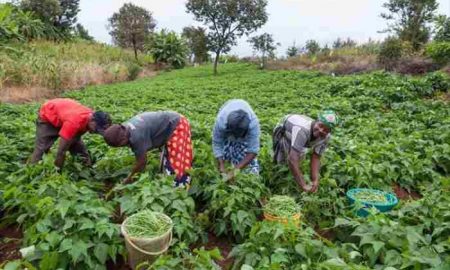 IFC et la BAD lancent un programme de soutien aux agricultrices en Côte d'Ivoire