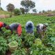 IFC et la BAD lancent un programme de soutien aux agricultrices en Côte d'Ivoire