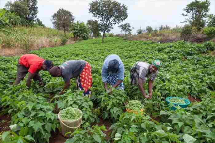 IFC et la BAD lancent un programme de soutien aux agricultrices en Côte d'Ivoire