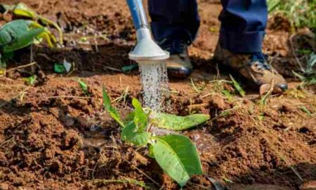 L'Afrique n'a pas encore atteint l'objectif de 10% du budget national pour l'agriculture