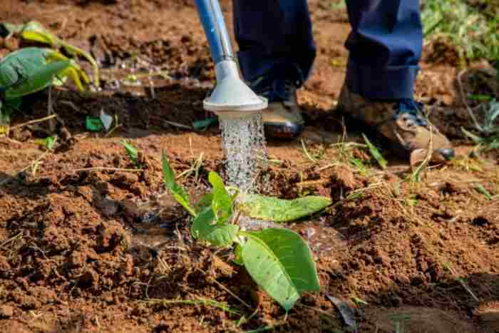 L'Afrique n'a pas encore atteint l'objectif de 10% du budget national pour l'agriculture