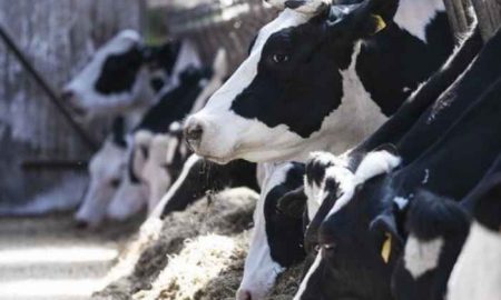 La coopérative laitière danoise Arla Foods va construire une ferme laitière au Nigeria pour soutenir la production laitière locale