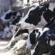 La coopérative laitière danoise Arla Foods va construire une ferme laitière au Nigeria pour soutenir la production laitière locale