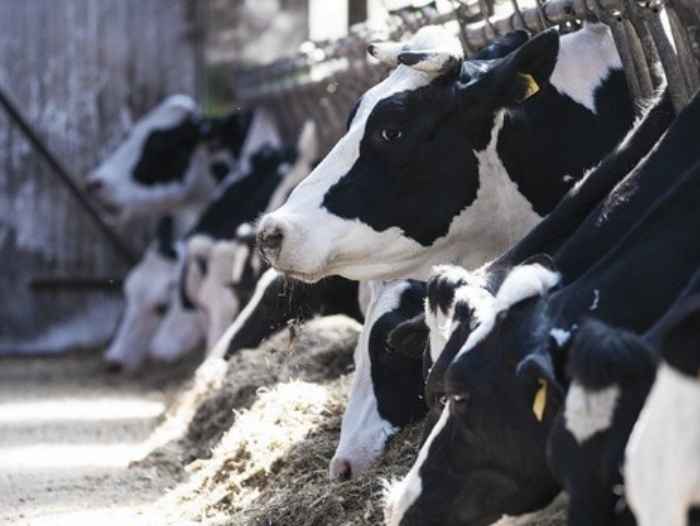 La coopérative laitière danoise Arla Foods va construire une ferme laitière au Nigeria pour soutenir la production laitière locale