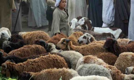 Les prix des moutons montent en flèche en Égypte à l'approche des célébrations de l'Aïd al-Adha