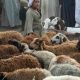 Les prix des moutons montent en flèche en Égypte à l'approche des célébrations de l'Aïd al-Adha