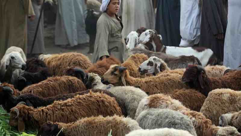Les prix des moutons montent en flèche en Égypte à l'approche des célébrations de l'Aïd al-Adha