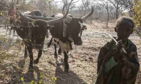 Le sud de l'Angola, frappé par la sécheresse, lutte contre la pénurie de nourriture et d'eau