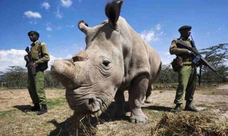 Cette approche basée sur le nucléaire pourrait-elle freiner le braconnage des rhinocéros en Afrique ?