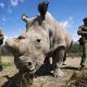 Cette approche basée sur le nucléaire pourrait-elle freiner le braconnage des rhinocéros en Afrique ?