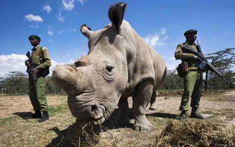 Cette approche basée sur le nucléaire pourrait-elle freiner le braconnage des rhinocéros en Afrique ?