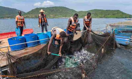 AgDevCo investit dans la société aquacole kenyane Victory Farms