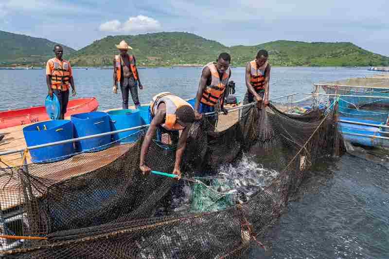 AgDevCo investit dans la société aquacole kenyane Victory Farms