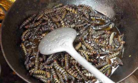 « De gros morceaux de protéines » : un agriculteur d'insectes comestibles du Zimbabwe