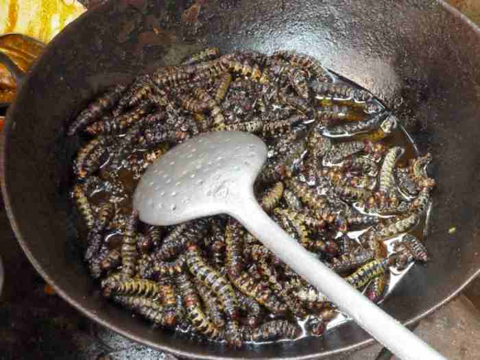 « De gros morceaux de protéines » : un agriculteur d'insectes comestibles du Zimbabwe