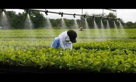 Des fortunes mitigées pour l'agro-industrie africaine en période de pandémie