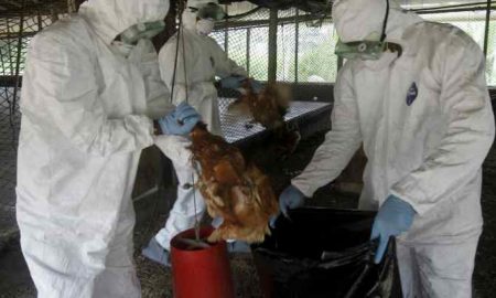Le Bénin confirme l'épidémie de grippe aviaire H5N1