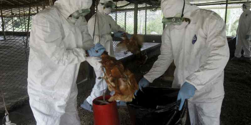 Le Bénin confirme l'épidémie de grippe aviaire H5N1