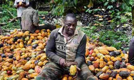 En Côte d'Ivoire, la Mercedes – nouvelle race de cacao – fait exploser la production