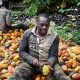 En Côte d'Ivoire, la Mercedes – nouvelle race de cacao – fait exploser la production