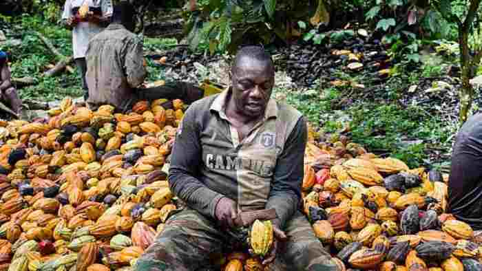 En Côte d'Ivoire, la Mercedes – nouvelle race de cacao – fait exploser la production