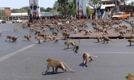 Egypte...La révélation de la vérité sur "l'attaque des singes" sur les jardins d'Al-Ahram