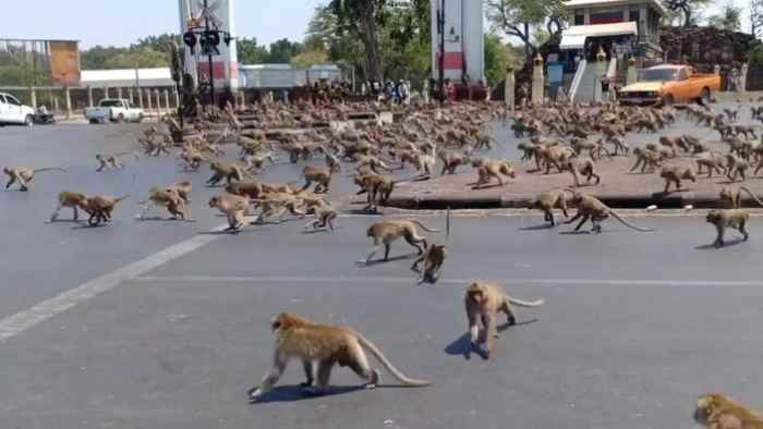 Egypte...La révélation de la vérité sur "l'attaque des singes" sur les jardins d'Al-Ahram