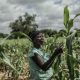Le gouvernement indien accorde un million de dollars pour une agriculture résiliente au changement climatique au Zimbabwe