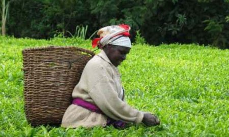 Les producteurs de thé du Kenya se tournent vers la production d'ananas alors que le changement climatique se fait sentir