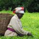 Les producteurs de thé du Kenya se tournent vers la production d'ananas alors que le changement climatique se fait sentir