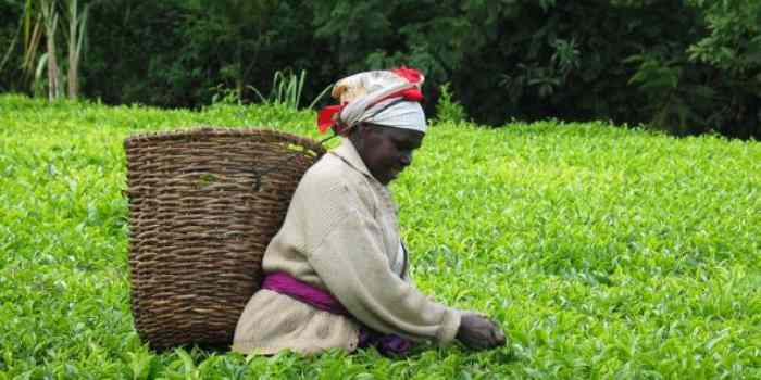 Les producteurs de thé du Kenya se tournent vers la production d'ananas alors que le changement climatique se fait sentir