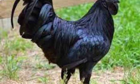 Lamborghini…Le poulet le plus cher d'Egypte coûte 3 000 livres