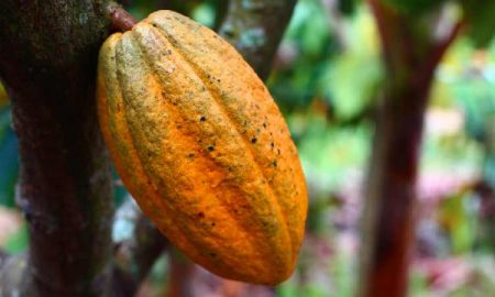 Le Libéria courtise les marchés premium pour augmenter les revenus du cacao