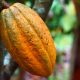 Le Libéria courtise les marchés premium pour augmenter les revenus du cacao