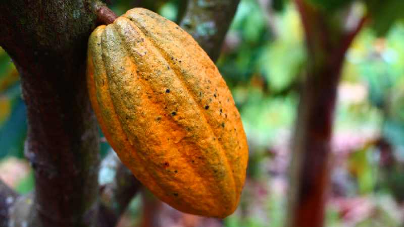 Le Libéria courtise les marchés premium pour augmenter les revenus du cacao