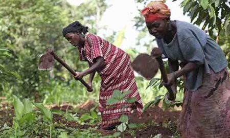Les femmes prendront le volant dans l'industrie agricole dominée par les hommes au Nigeria