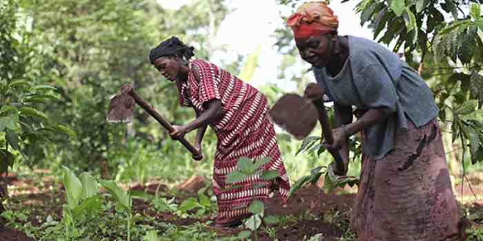 Les femmes prendront le volant dans l'industrie agricole dominée par les hommes au Nigeria