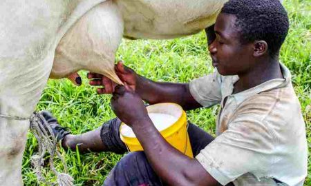 L'Ouganda pétitionne le Kenya et la Tanzanie au sujet des exportations de lait
