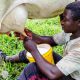 L'Ouganda pétitionne le Kenya et la Tanzanie au sujet des exportations de lait