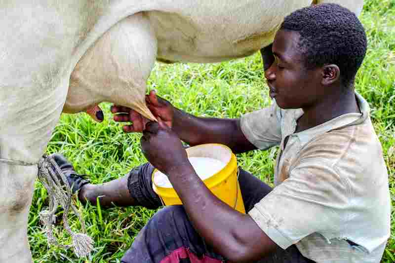 L'Ouganda pétitionne le Kenya et la Tanzanie au sujet des exportations de lait