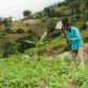 La radio rurale stimule l'agriculture en Tanzanie