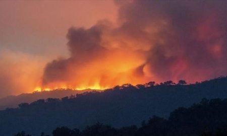 Les incendies en Algérie ont détruit plus de 10 000 hectares